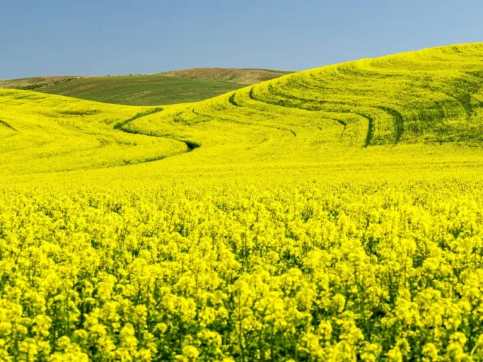 Framed Print : Canola field in Spring Framed Print : Canola field in Spring