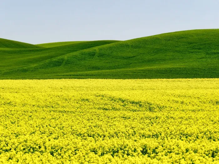 Framed Print : Canola field in Spring
