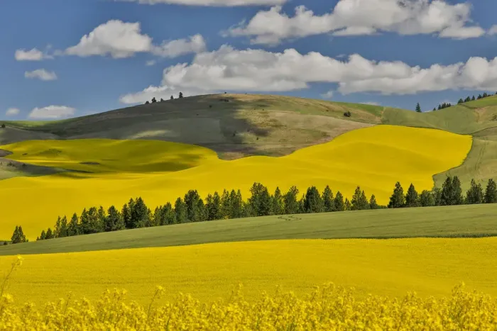 Framed Print : Canola fields with pine trees near Kamak Butte, Eastern Washington Framed Print : Canola fields with pine trees near Kamak Butte, Eastern Washington