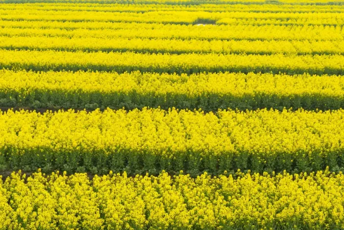 Framed Print : Canola flower fields, Xinghua, Jiangsu Province, China Framed Print : Canola flower fields, Xinghua, Jiangsu Province, China