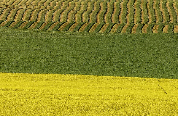 Canola and rows of hay in the Flathead Valley, Montana, USA