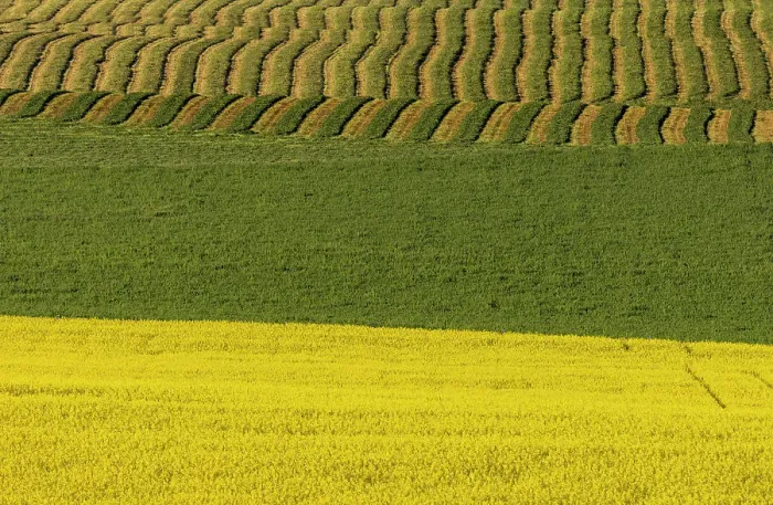 Framed Print : Canola and rows of hay in the Flathead Valley, Montana, USA Framed Print : Canola and rows of hay in the Flathead Valley, Montana, USA