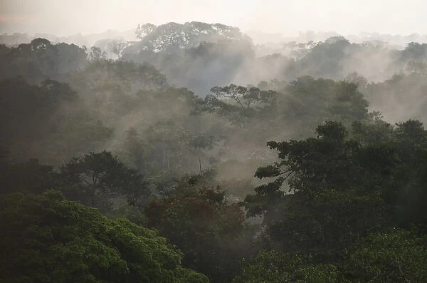 Canopy Scenic, Yasuni National Park, Amazon Rainforest, ECUADOR. South America