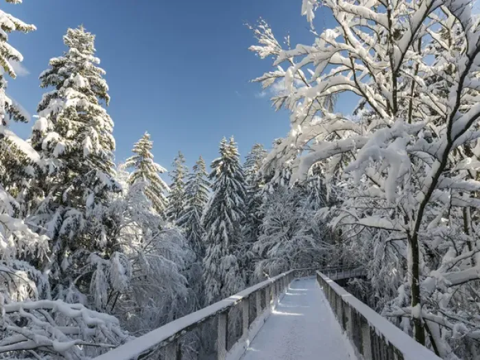 Framed Print : The Canopy Walkway (Baumwipfelpfad) of the visitor center of the National Park Bavarian Forest