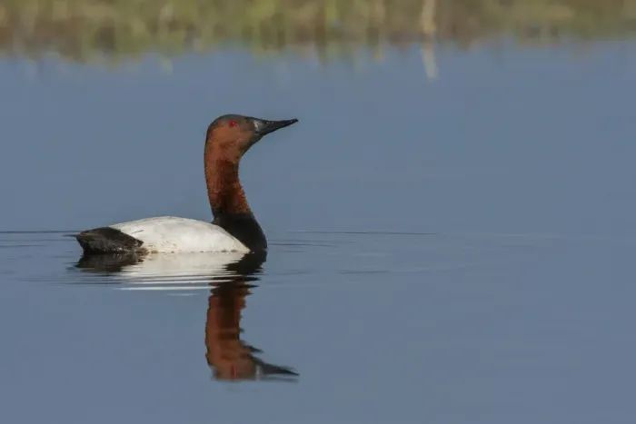 Framed Print : Canvasback drake Framed Print : Canvasback drake