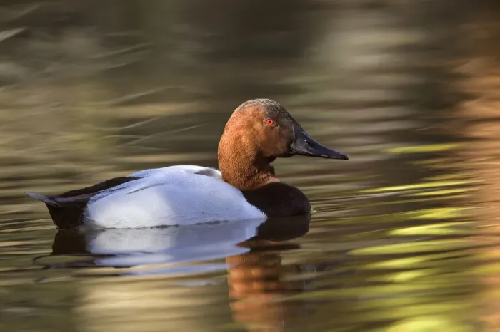 Framed Print : Canvasback duck Framed Print : Canvasback duck