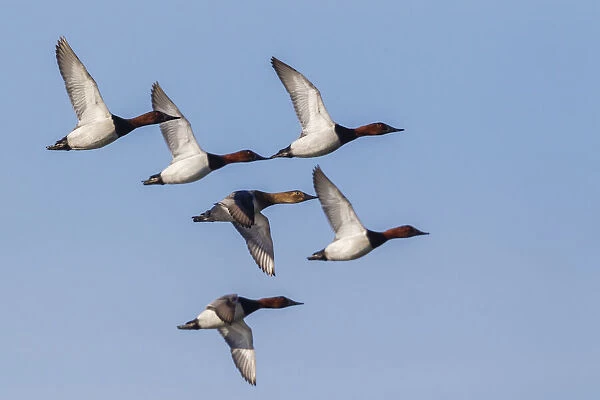 Canvasback flock, courtship flight