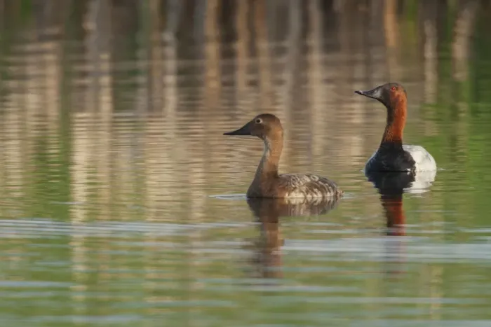 Framed Print : Canvasback pair Framed Print : Canvasback pair