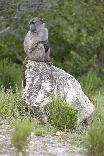 Cape baboon also called Chacma baboon sitting at alert