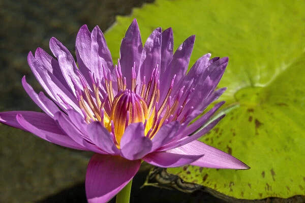 Cape Blue Water lily