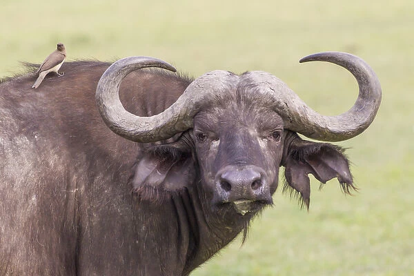 Cape buffalo faces camera, close up, large horns, with yellow ox pecker bird on its shoulder