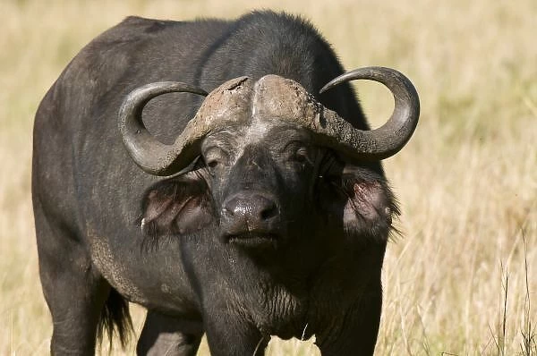 Cape Buffalo (Syncerus