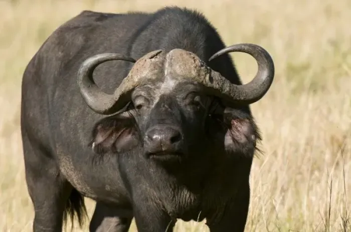 Framed Print : Cape Buffalo (Syncerus