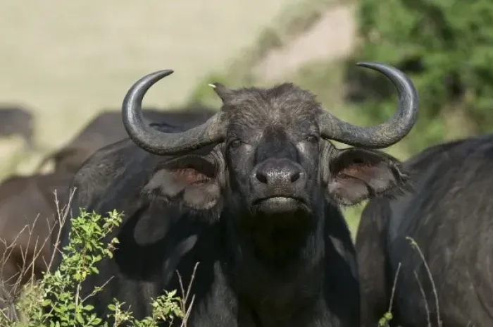 Framed Print : Cape Buffalo (Syncerus caffer), Masai Mara National Reserve, Kenya