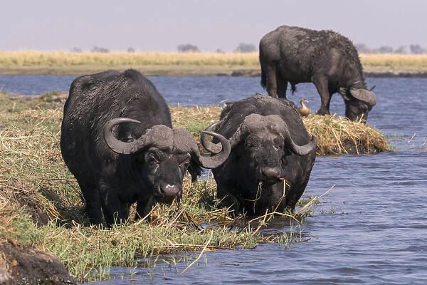 Cape Buffalo (Syncerus caffer) feed on the grasses along Channel of the Chobe River in Botswana