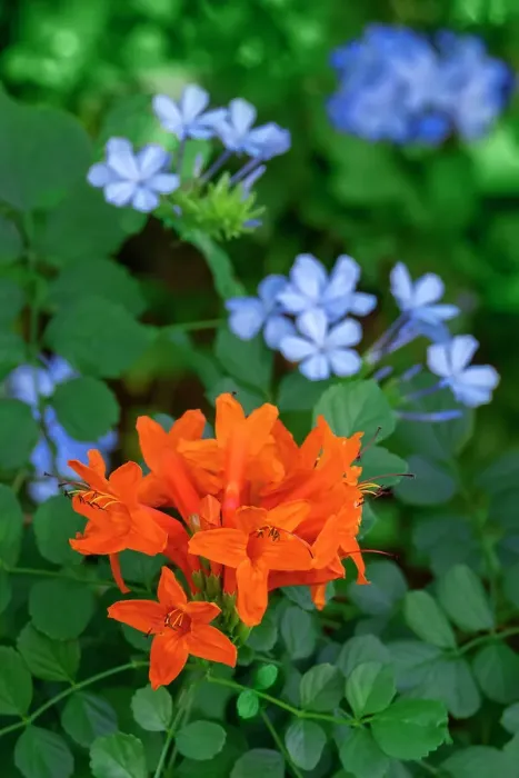 Framed Print : Cape Honeysuckle and plumbago in garden
