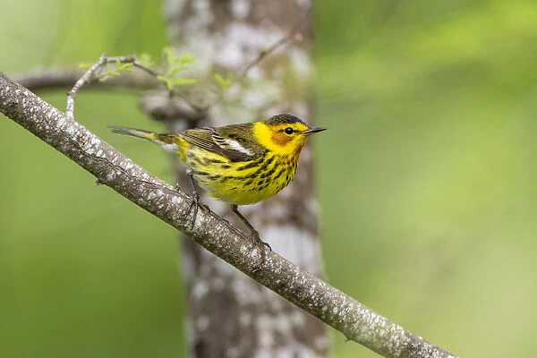 Cape May warbler (Dendroica tigrina) male foraging