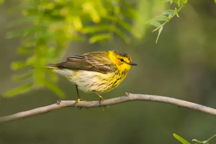 Framed Print : Cape May Warbler (Dendroica tigrina) juvenile male foraging during migration Framed Print : Cape May Warbler (Dendroica tigrina) juvenile male foraging during migration