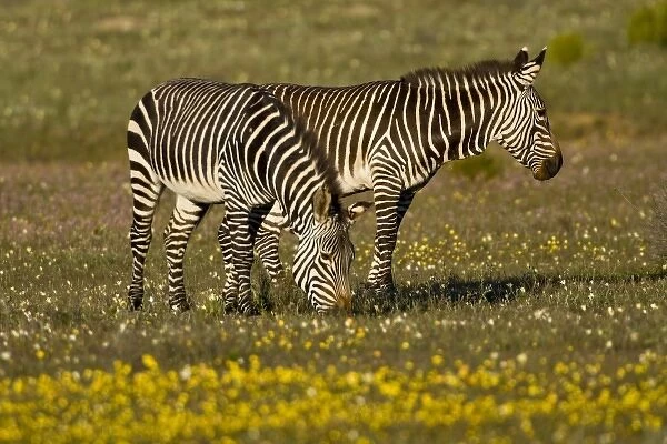 Cape Mountain Zebras at Bushmans Kloof in Western Cape Province, South Africa