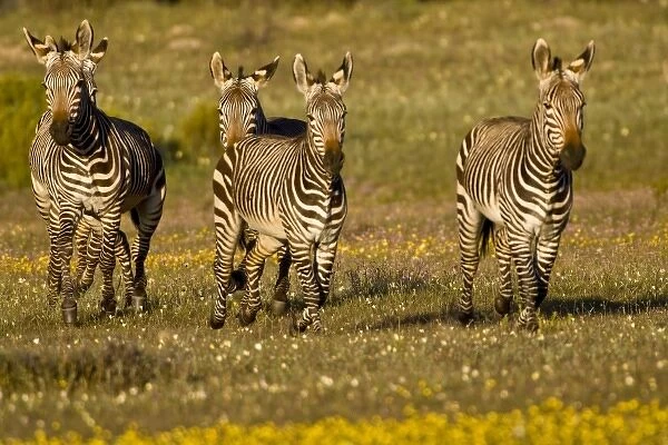 Cape Mountain Zebras at Bushmans Kloof in Western Cape Province, South Africa