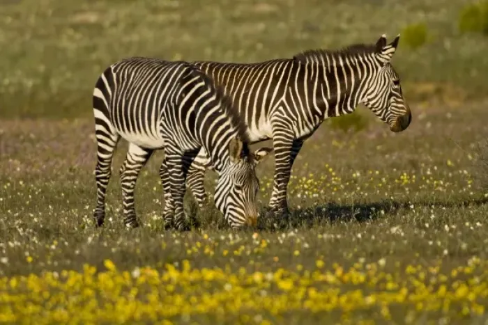 Framed Print : Cape Mountain Zebras at Bushmans Kloof in Western Cape Province, South Africa Framed Print : Cape Mountain Zebras at Bushmans Kloof in Western Cape Province, South Africa