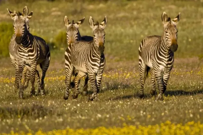 Framed Print : Cape Mountain Zebras at Bushmans Kloof in Western Cape Province, South Africa Framed Print : Cape Mountain Zebras at Bushmans Kloof in Western Cape Province, South Africa