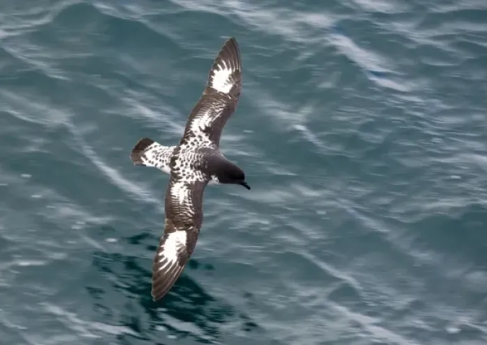 Framed Print : Cape Petrel Antarctica