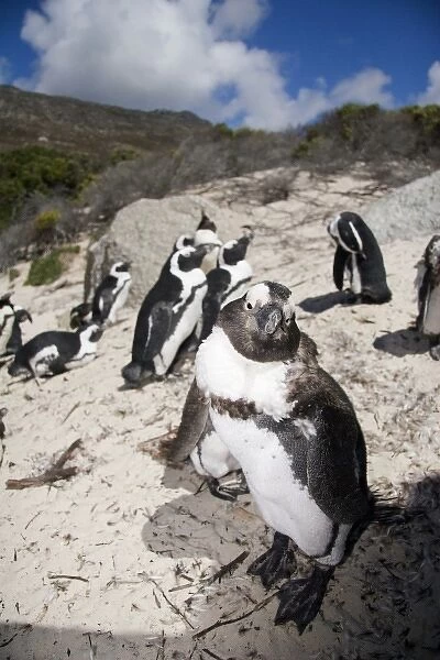Cape Town, South Africa. A large colony of penguins on the Cape Peninsula