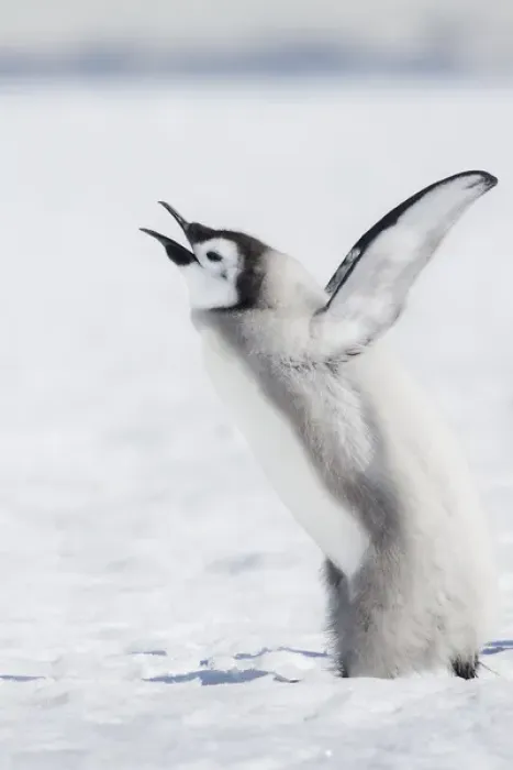 Framed Print : Cape Wahington, Antarctica. An Emperor penguin chick calls out, wings outstretched