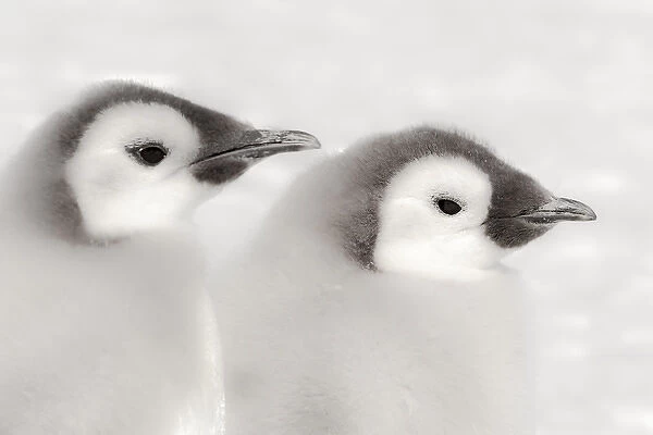 Cape Washington, Antarctica. Clode-up of Emporer Penguin Chicks. High Key, soft focus