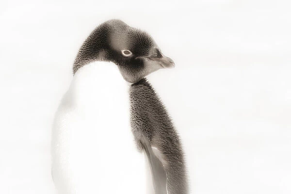 Cape Washington, Antarctica. Close-up of an Adelie Penguin. High Key, Soft Focus