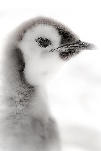Cape Washington, Antarctica. Close-up of an Emperor Penguin Chick. High Key, soft focus