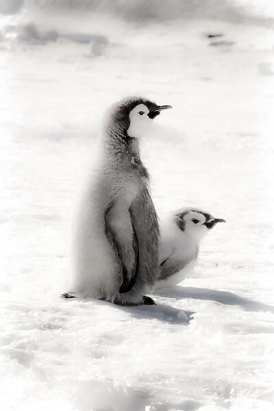 Cape Washington, Antarctica. Two Emperor Penguin Chicks. High Key, soft focus
