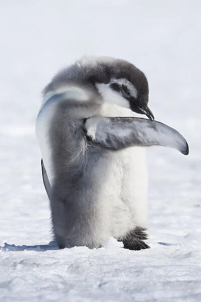 Cape Washington, Antarctica. Emperor Penguin Chick preening self