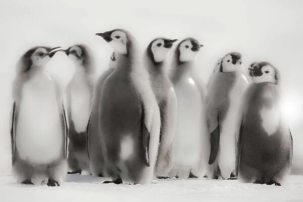 Cape Washington, Antarctica. Emperor Penguin Chicks standing in formation