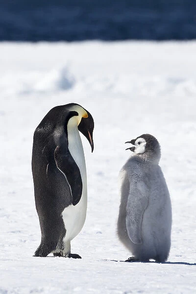 Cape Washington, Antarctica. Emperor penguin chick asks parent for food