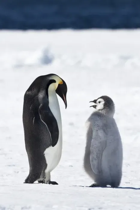 Framed Print : Cape Washington, Antarctica. Emperor penguin chick asks parent for food Framed Print : Cape Washington, Antarctica. Emperor penguin chick asks parent for food
