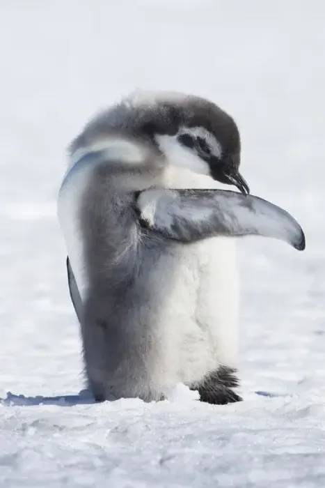 Framed Print : Cape Washington, Antarctica. Emperor Penguin Chick preening self