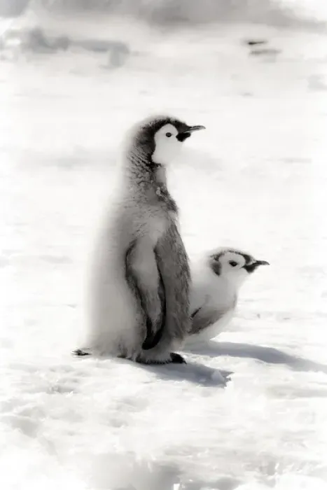 Framed Print : Cape Washington, Antarctica. Two Emperor Penguin Chicks. High Key, soft focus Framed Print : Cape Washington, Antarctica. Two Emperor Penguin Chicks. High Key, soft focus