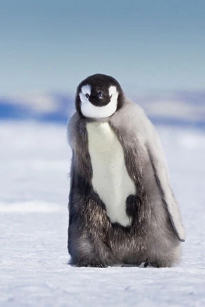 Cape Washington; Antarctica. Emporer penguin chick with down coat walking alone
