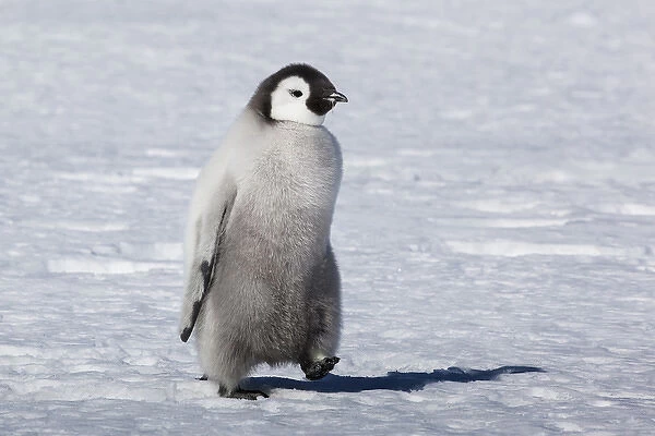 Cape Washington, Antarctica. Emporer Penguin Chick