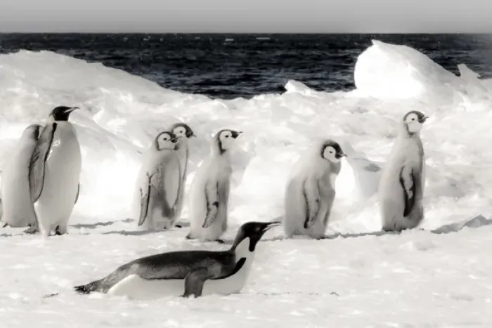 Framed Print : Cape Washington, Antarctica. Emporer Penguins on the move. High Key, soft focus Framed Print : Cape Washington, Antarctica. Emporer Penguins on the move. High Key, soft focus