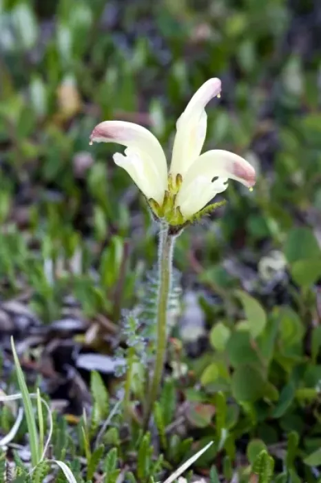Framed Print : Capitate Lousewort (Pedicularis capitata) - Arctic National Wildlife Refuge, Alaska