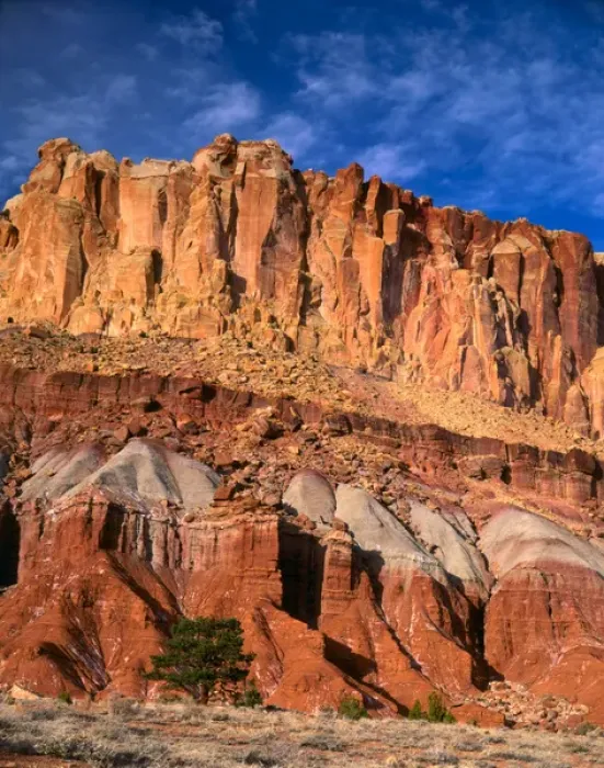 Framed Print : CAPITOL REEF NATIONAL PARK, UTAH. USA. Pinyon pine (Pinus edulis) below cliffs (Moenkopi Framed Print : CAPITOL REEF NATIONAL PARK, UTAH. USA. Pinyon pine (Pinus edulis) below cliffs (Moenkopi