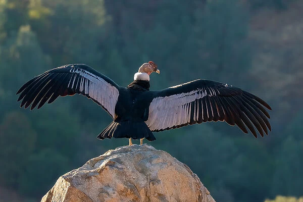 Captive Andean condor stretches its wings in Lotus, California, USA