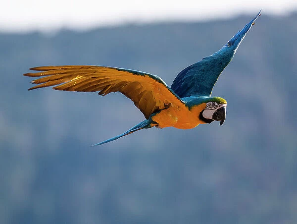 Captive blue and gold macaw flying in Lotus, California