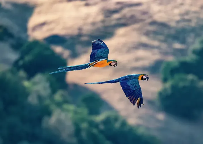 Framed Print : Captive blue and gold macaws fly together, Lotus, California, USA