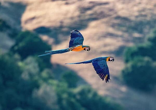 Captive blue and gold macaws fly together, Lotus, California, USA