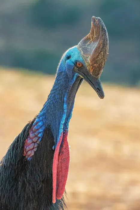 Framed Print : Captive cassowary is a species originally found in Papua, New Guinea Framed Print : Captive cassowary is a species originally found in Papua, New Guinea