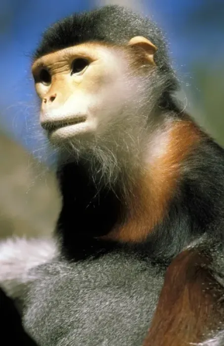 Framed Print : Captive douc langur, or pygathrix nemaeus nemaeus Framed Print : Captive douc langur, or pygathrix nemaeus nemaeus